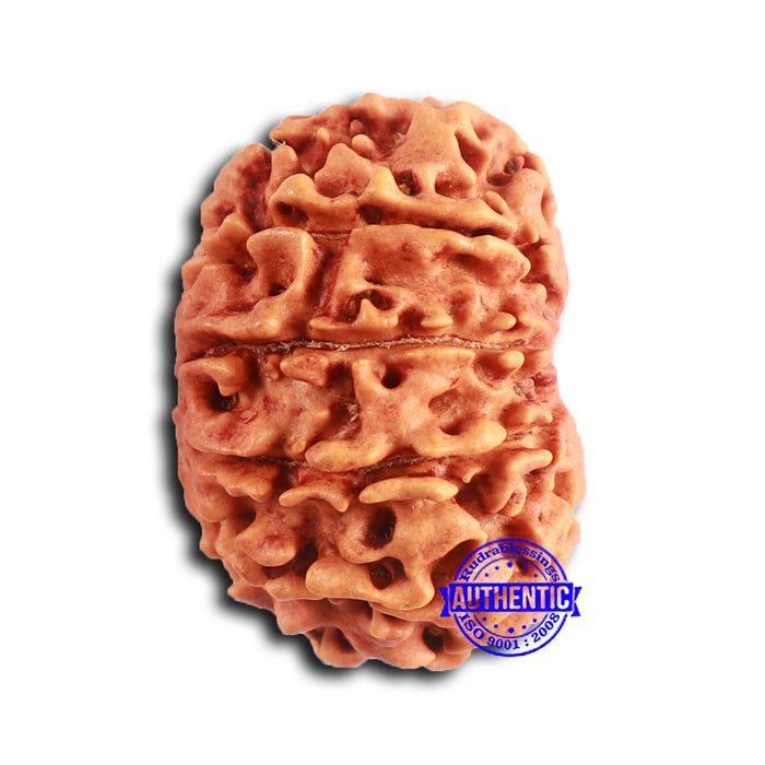 10 Mukhi Nepalese Rudraksha - Bead No. 403