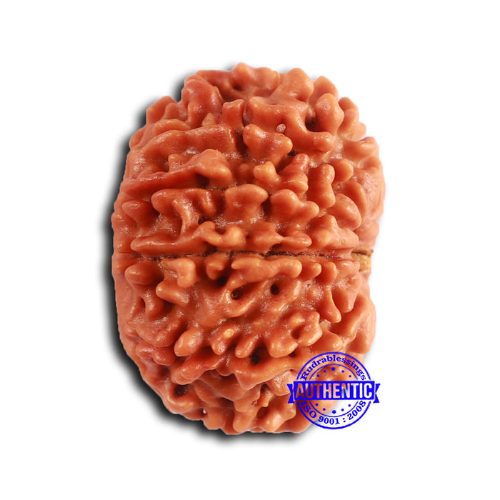 10 Mukhi Nepalese Rudraksha - Bead No. 404