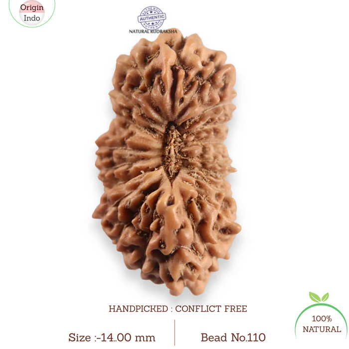 20 Mukhi Indonesian Rudraksha - Bead 110