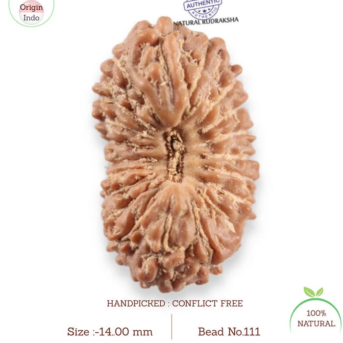 20 Mukhi Indonesian Rudraksha - Bead 111