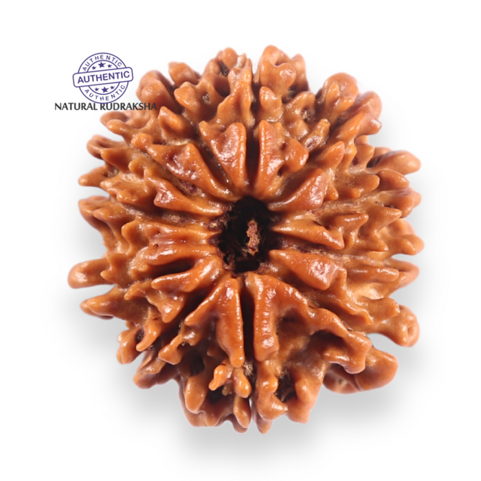 11 Mukhi Nepalese Rudraksha - Bead No. 404