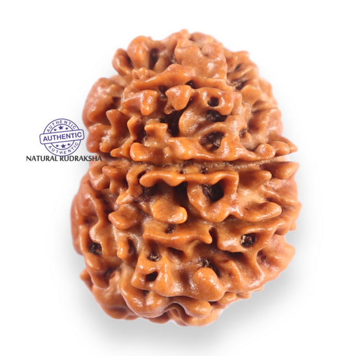 11 Mukhi Nepalese Rudraksha - Bead No. 404