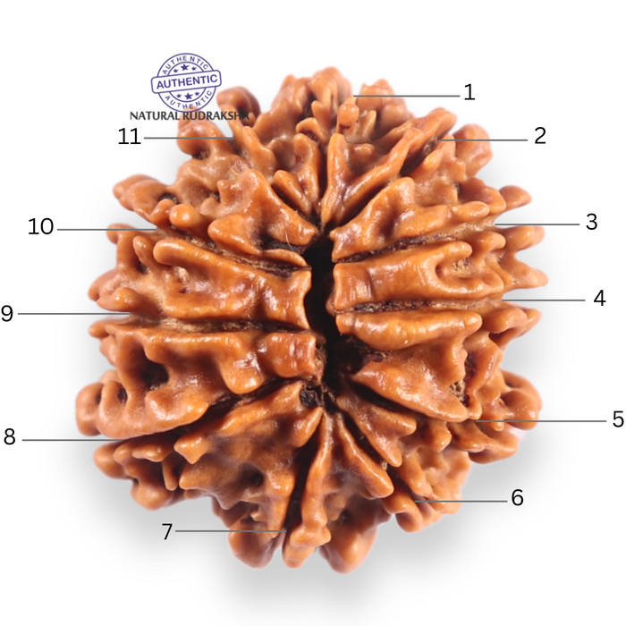 11 Mukhi Nepalese Rudraksha - Bead No. 404