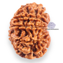 Load image into Gallery viewer, 11 Mukhi Nepalese Rudraksha - Bead No. 404
