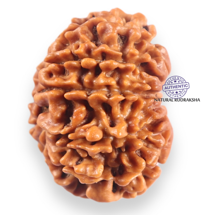 11 Mukhi Nepalese Rudraksha - Bead No. 404