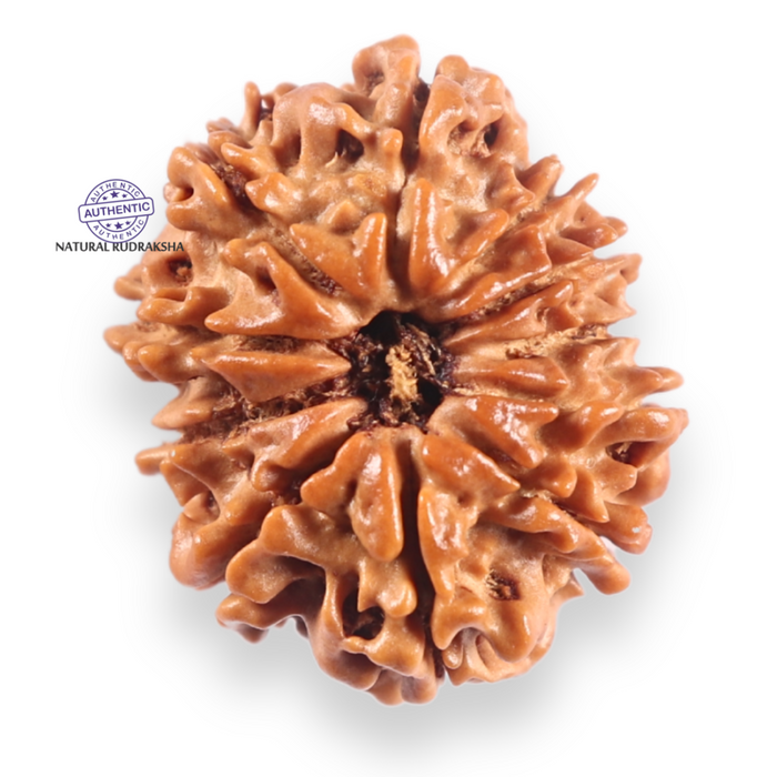 11 Mukhi Nepalese Rudraksha - Bead No.405