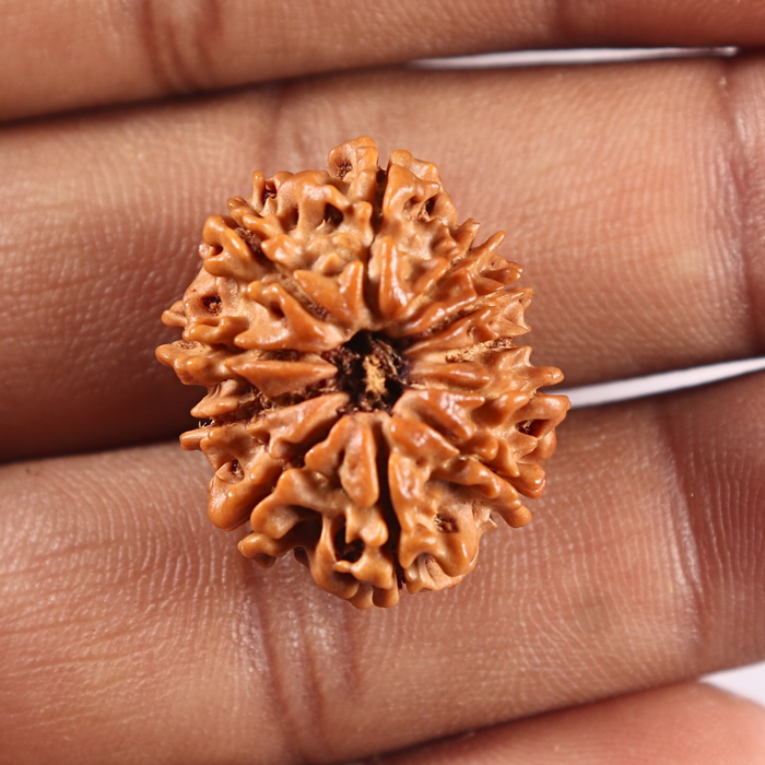 11 Mukhi Nepalese Rudraksha - Bead No.405