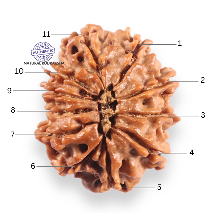 11 Mukhi Nepalese Rudraksha - Bead No.405