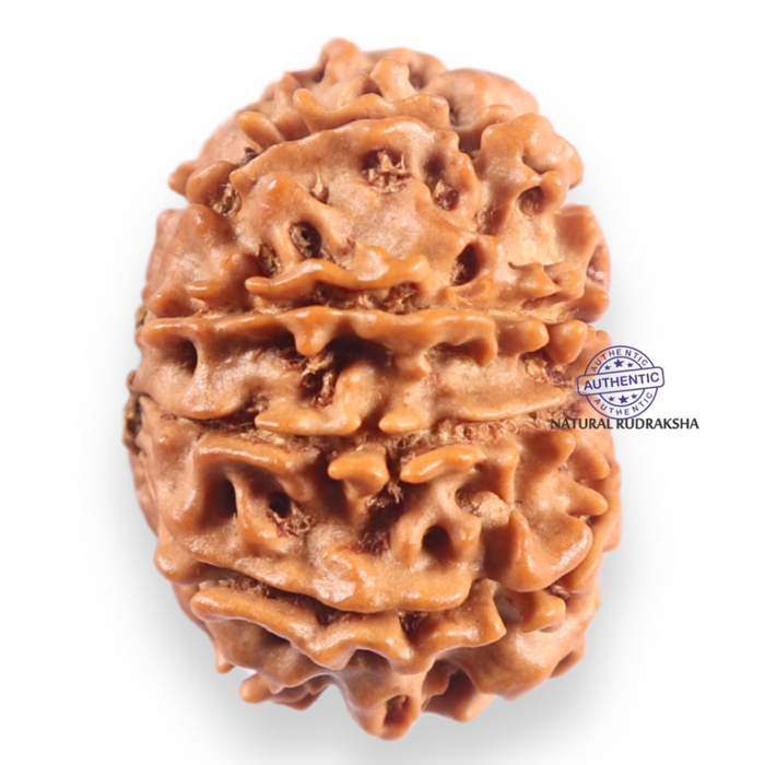 11 Mukhi Nepalese Rudraksha - Bead No.405