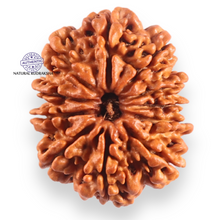 Load image into Gallery viewer, 11 Mukhi Nepalese Rudraksha - Bead No. 412
