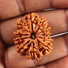Load image into Gallery viewer, 11 Mukhi Nepalese Rudraksha - Bead No. 412
