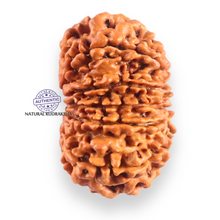 Load image into Gallery viewer, 11 Mukhi Nepalese Rudraksha - Bead No. 412
