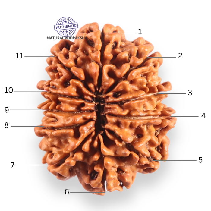 11 Mukhi Nepalese Rudraksha - Bead No. 412