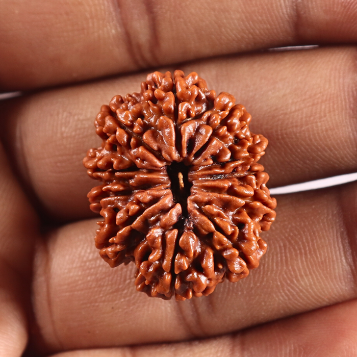 11 Mukhi Nepalese Rudraksha - Bead No. 413