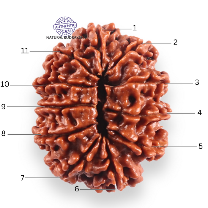 11 Mukhi Nepalese Rudraksha - Bead No. 413