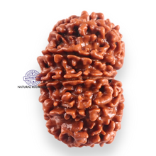 Load image into Gallery viewer, 11 Mukhi Nepalese Rudraksha - Bead No. 413
