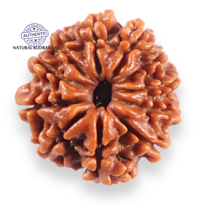 11 Mukhi Nepalese Rudraksha - Bead No.403