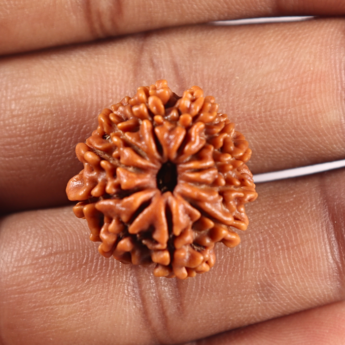 11 Mukhi Nepalese Rudraksha - Bead No.403