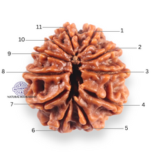 Load image into Gallery viewer, 11 Mukhi Nepalese Rudraksha - Bead No.403
