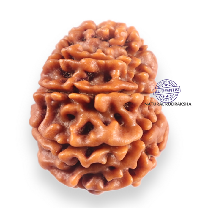 11 Mukhi Nepalese Rudraksha - Bead No.403