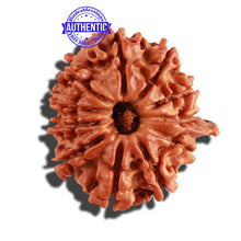 Load image into Gallery viewer, 11 Mukhi Nepalese Ganesha Rudraksha - Bead No. 211

