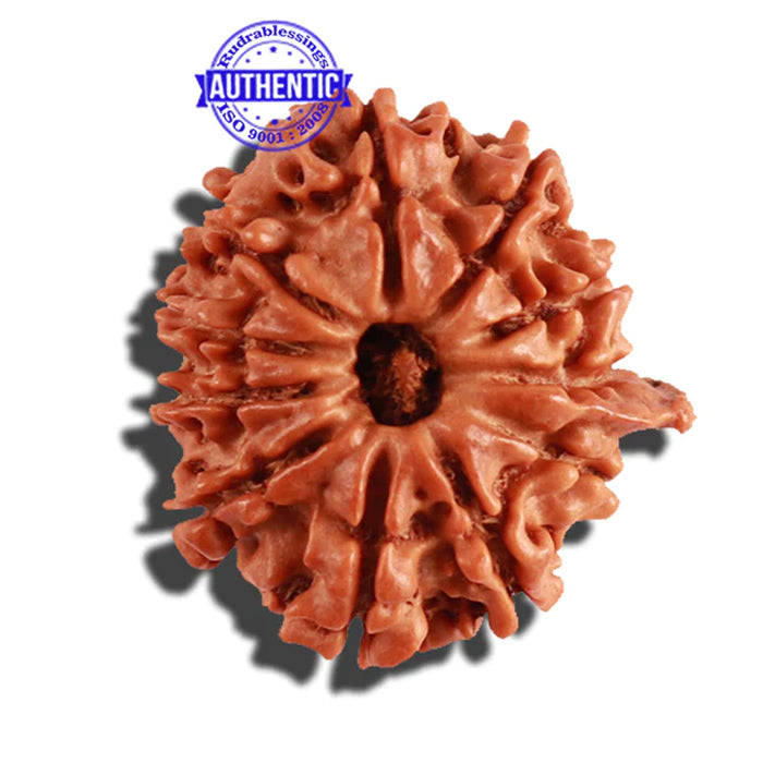11 Mukhi Nepalese Ganesha Rudraksha - Bead No. 211