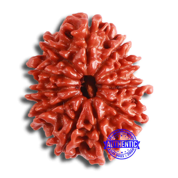 11 Mukhi Nepalese Rudraksha - Bead No. 335