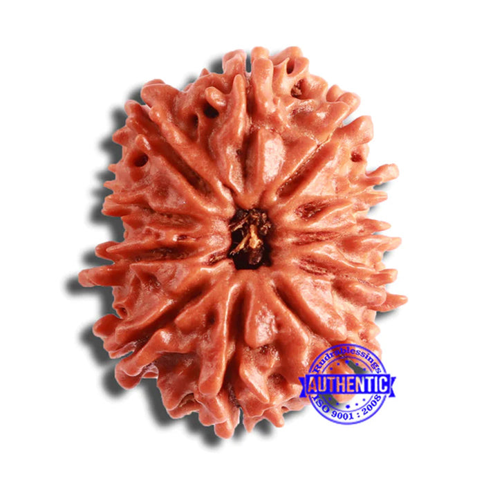 11 Mukhi Nepalese Rudraksha - Bead No. 336