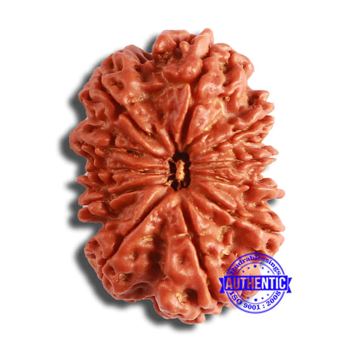 11 Mukhi Nepalese Rudraksha - Bead No. 343