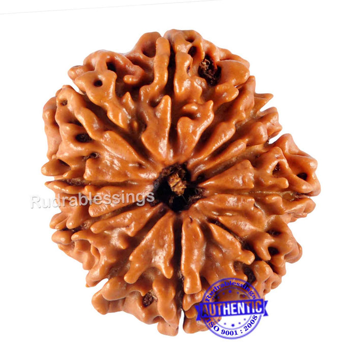 11 Mukhi Nepalese Rudraksha - Bead No. 110