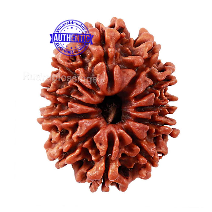 11 Mukhi Nepalese Rudraksha - Bead No. 154