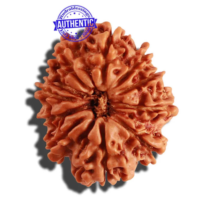 11 Mukhi Nepalese Rudraksha - Bead No. 241