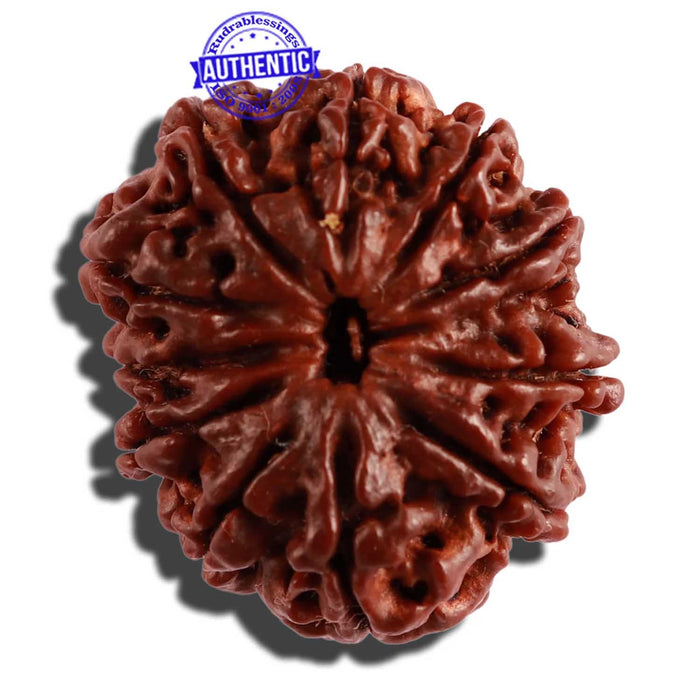 11 Mukhi Nepalese Rudraksha - Bead No. 249