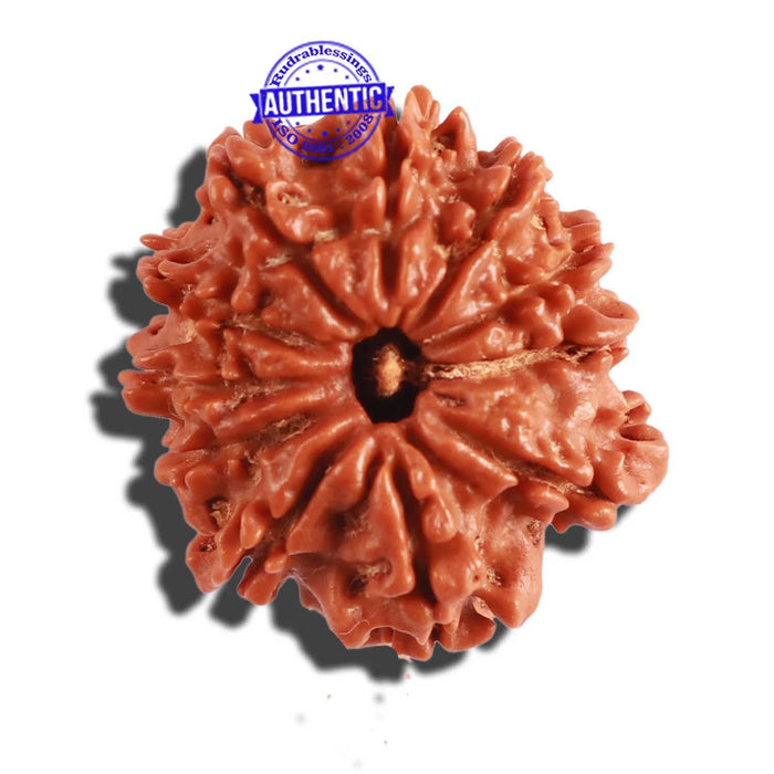 11 Mukhi Nepalese Rudraksha - Bead No. 261