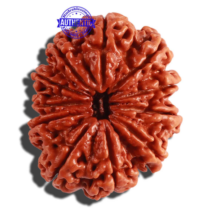 11 Mukhi Nepalese Rudraksha - Bead No. 293