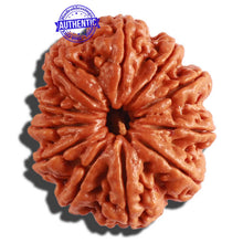 Load image into Gallery viewer, 11 Mukhi Nepalese Rudraksha - Bead No. 294

