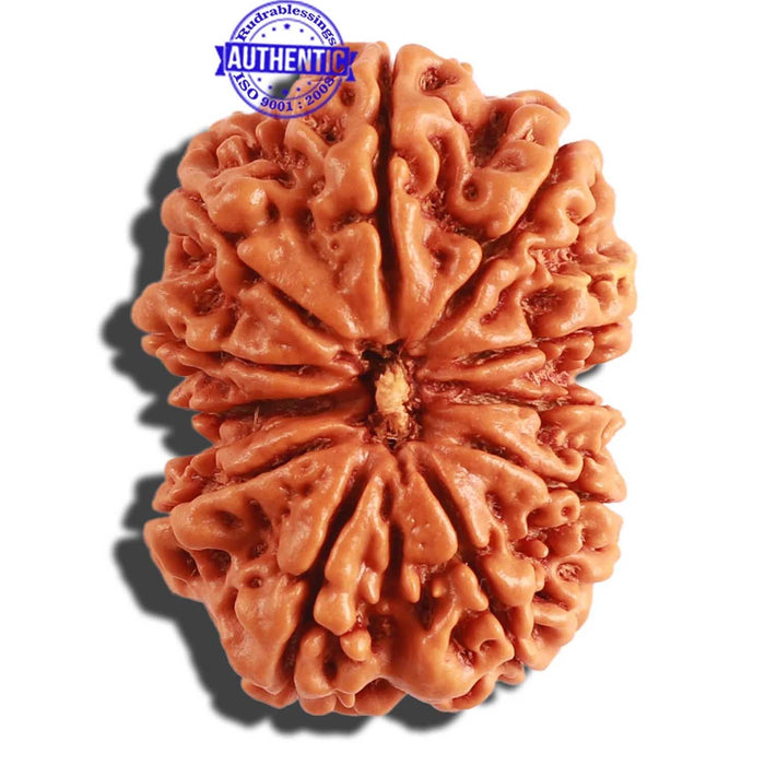 11 Mukhi Nepalese Rudraksha - Bead No. 295