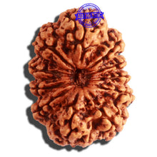 Load image into Gallery viewer, 11 Mukhi Nepalese Rudraksha - Bead No. 313
