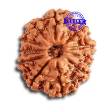 Load image into Gallery viewer, 11 Mukhi Nepalese Rudraksha - Bead No. 316
