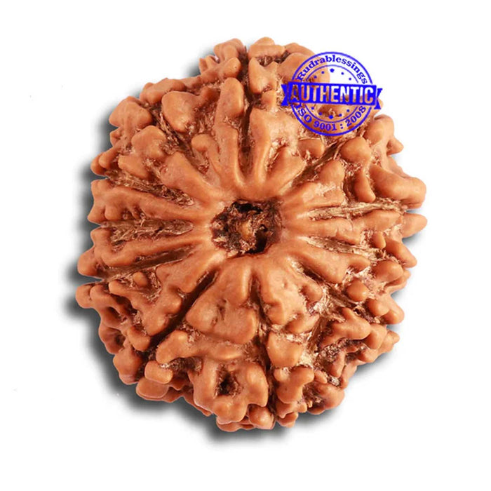 11 Mukhi Nepalese Rudraksha - Bead No. 316
