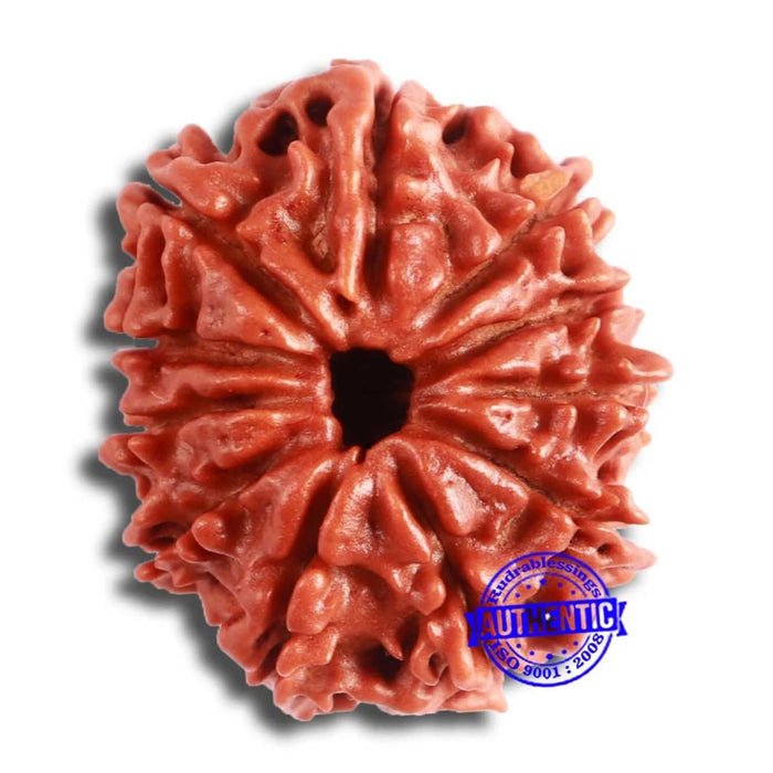 11 Mukhi Nepalese Rudraksha - Bead No. 332