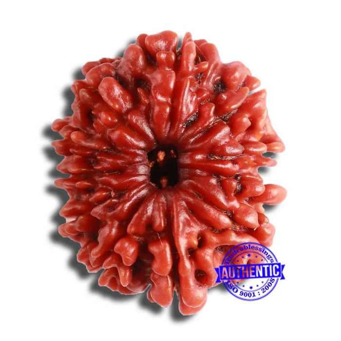 11 Mukhi Nepalese Rudraksha - Bead No. 340