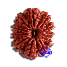 Load image into Gallery viewer, 11 Mukhi Nepalese Rudraksha - Bead No. 348
