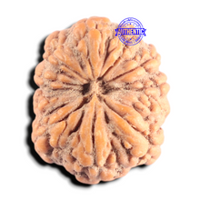 Load image into Gallery viewer, 10 Mukhi Rudraksha from Indonesia - Bead No. 11
