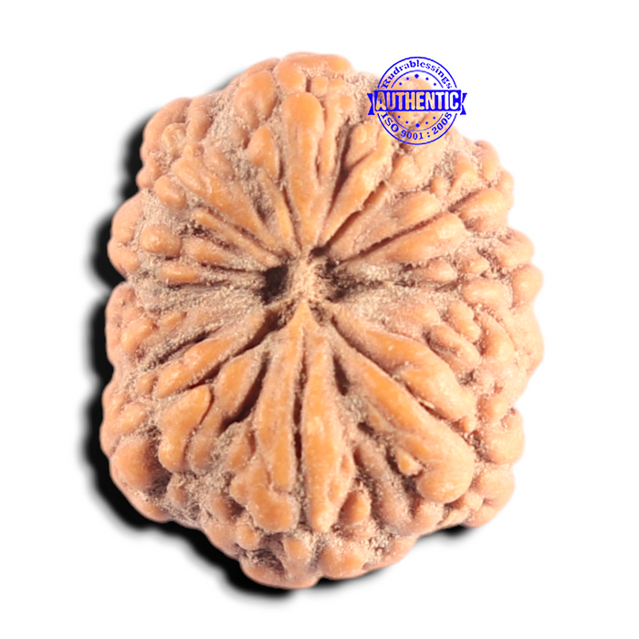 10 Mukhi Rudraksha from Indonesia - Bead No. 11