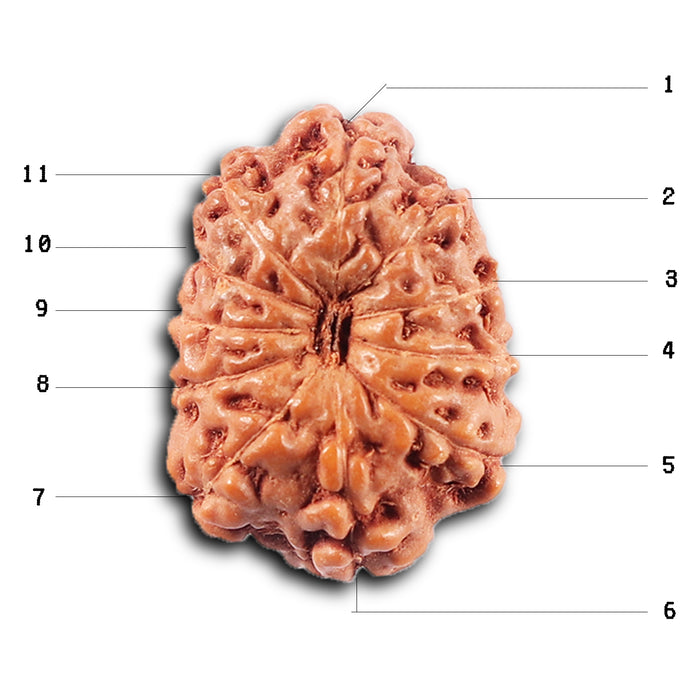 11 Mukhi Indonesian Rudraksha - Bead No. 252