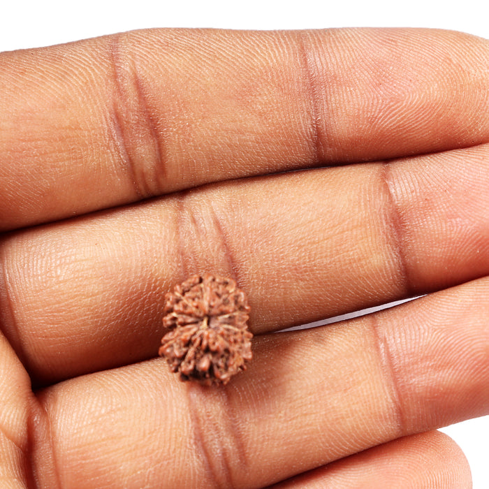 11 Mukhi Indonesian Rudraksha - Bead No. 262