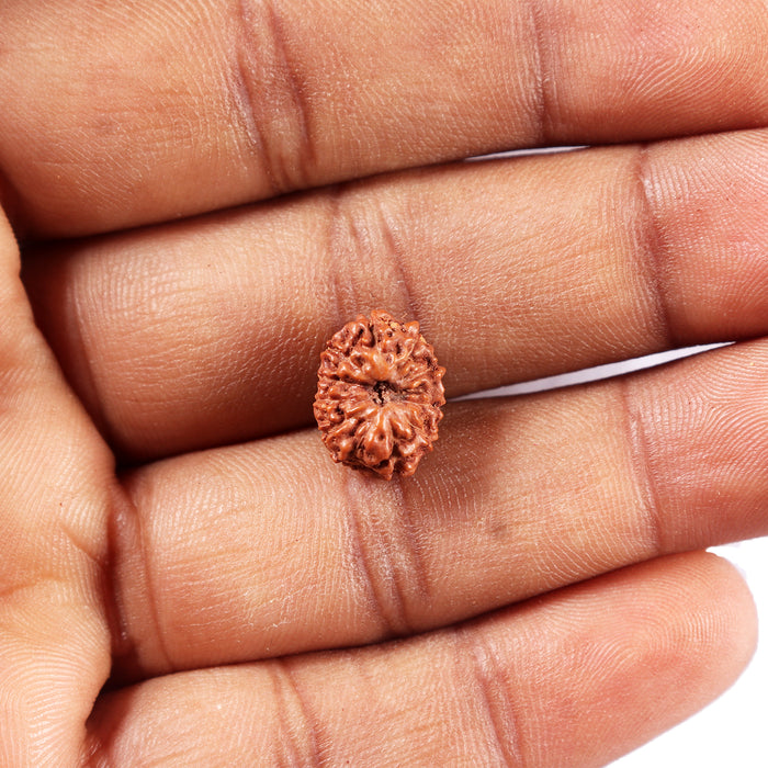 11 Mukhi Indonesian Rudraksha - Bead No. 263