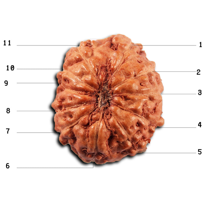 11 Mukhi Indonesian Rudraksha - Bead No. 267