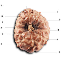 Load image into Gallery viewer, 11 Mukhi Indonesian Rudraksha - Bead No. 270
